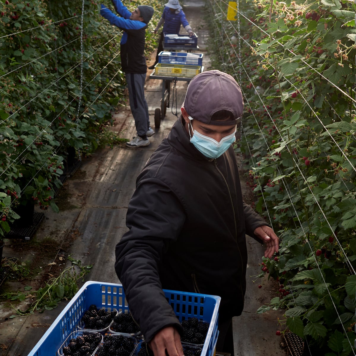 farm-jobs-in-the-netherlands-with-visa-sponsorship-travel-for-job